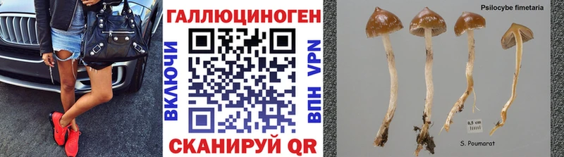 площадка Telegram  Кадников  Псилоцибиновые грибы MAGIC MUSHROOMS  цены  